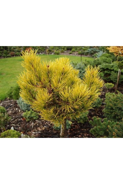 Сосна горная Винтер Голд на штамбе посадка